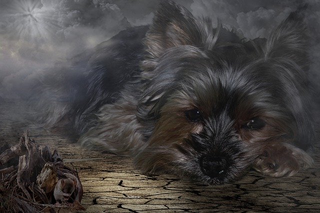تنزيل Clouds Dog Image Overlay مجانًا - صورة مجانية أو صورة مجانية ليتم تحريرها باستخدام محرر الصور عبر الإنترنت GIMP