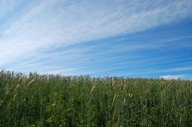 Descărcare gratuită Clouds Grass Sky - fotografie sau imagini gratuite pentru a fi editate cu editorul de imagini online GIMP