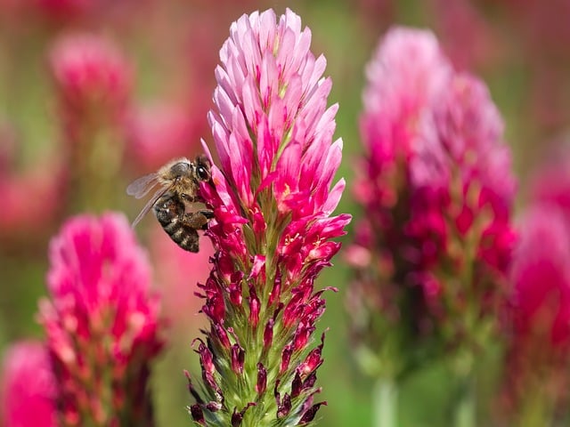 Free download clover bloom bee insect free picture to be edited with GIMP free online image editor