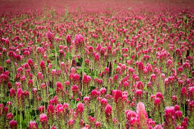 Free download clover bloom meadow free picture to be edited with GIMP free online image editor