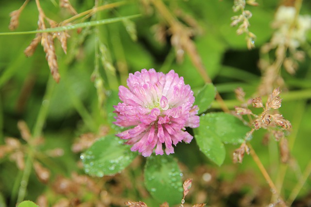 Free download clover bloom red clover grass free picture to be edited with GIMP free online image editor