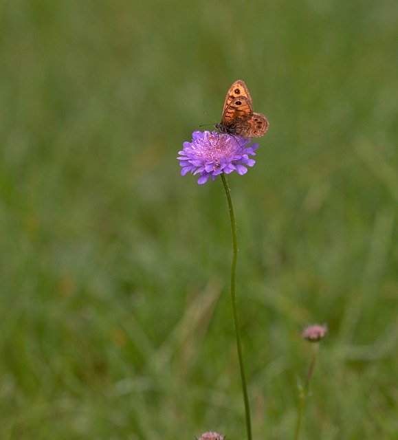 Free download Clover Butterfly Bug -  free photo or picture to be edited with GIMP online image editor