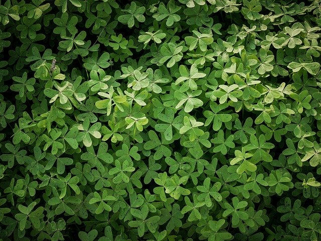 Gratis download Clover Field Nature - gratis gratis foto of afbeelding om te bewerken met GIMP online afbeeldingseditor