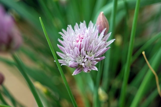 Free download clover flower clover blossom nature free picture to be edited with GIMP free online image editor