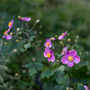 Clover Flowers Bloom  screen for extension Chrome web store in OffiDocs Chromium