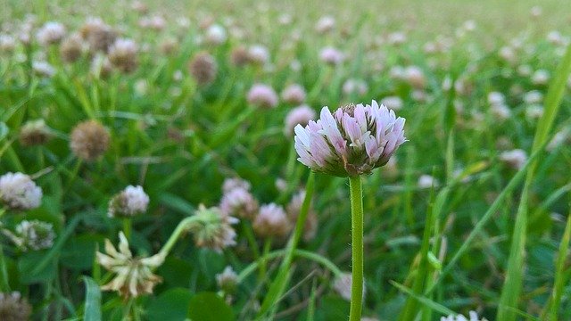 Bezpłatne pobieranie Clover Flower Summer - bezpłatne zdjęcie lub obraz do edycji za pomocą internetowego edytora obrazów GIMP