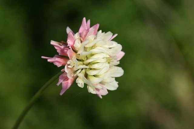 Free download clover flower wild plant free picture to be edited with GIMP free online image editor