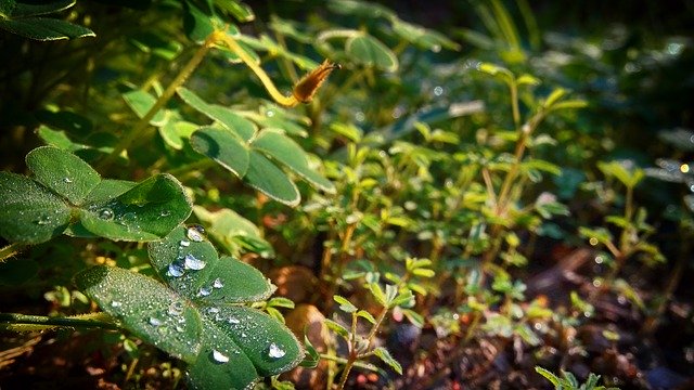 Free download Clover Grass Droplets -  free photo or picture to be edited with GIMP online image editor