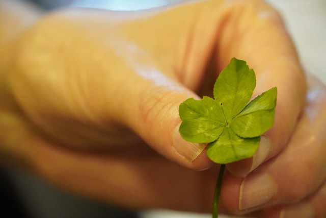 Free download clover green plant 5 leaf leaf free picture to be edited with GIMP free online image editor
