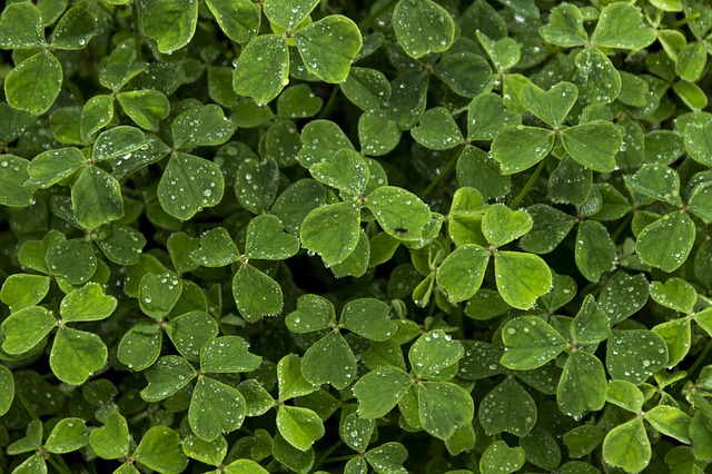 Free download clover leaf white clover saint free picture to be edited with GIMP free online image editor