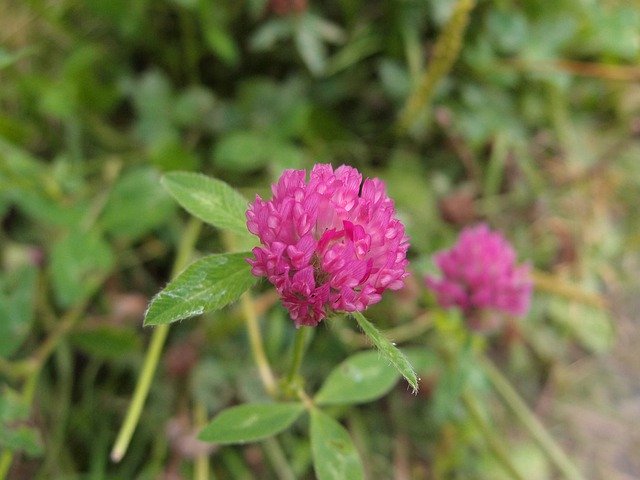 Free download Clover Lilac Grass -  free photo or picture to be edited with GIMP online image editor
