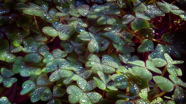 Free download Clover Macro Grass -  free photo or picture to be edited with GIMP online image editor