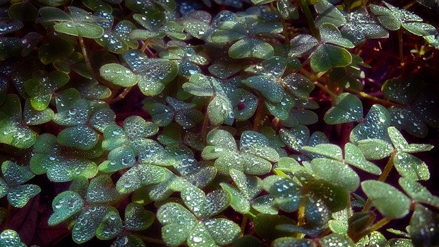 Clover Macro Grass 무료 다운로드 - 무료 사진 또는 김프 온라인 이미지 편집기로 편집할 수 있는 사진