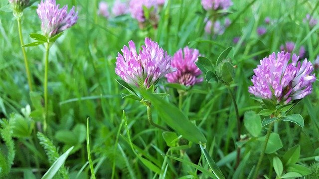 Free download Clover Pink Flower -  free photo or picture to be edited with GIMP online image editor