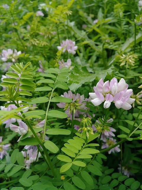 Free download Clover Weeds Wildflowers -  free photo or picture to be edited with GIMP online image editor