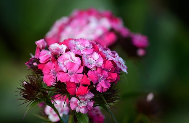 Free download cloves blossoms dianthus barbatus free picture to be edited with GIMP free online image editor