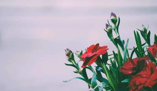 Free download cloves carnations flowers blossoms free picture to be edited with GIMP free online image editor