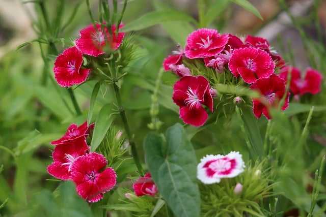 Free download cloves red flowers inflorescences free picture to be edited with GIMP free online image editor