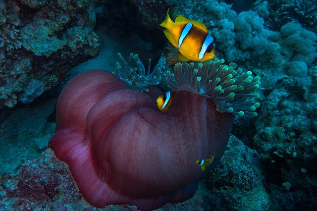 Free download Clown Anemonefish Diving Egypt -  free photo or picture to be edited with GIMP online image editor