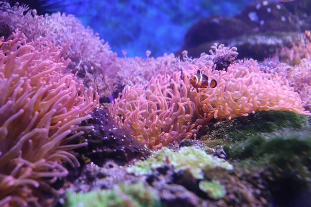 Kostenloser Download von Clownfischen, Anemonen, Korallenriffen, kostenloses Bild, das mit dem kostenlosen Online-Bildeditor GIMP bearbeitet werden kann