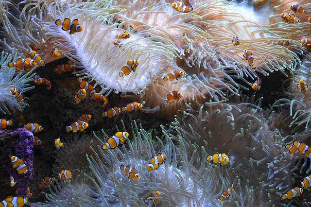 무료 다운로드 Clown Fish Aquarium Meeresbewohner - 무료 사진 또는 김프 온라인 이미지 편집기로 편집할 수 있는 사진