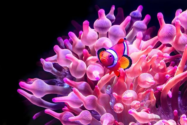 Free download clownfish nemo anemone fish fish free picture to be edited with GIMP free online image editor
