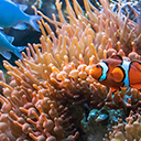 Clownfish with bright orange and white stripes  screen for extension Chrome web store in OffiDocs Chromium