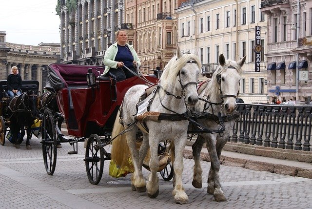 Free download Coach Horse St Petersburg -  free photo or picture to be edited with GIMP online image editor