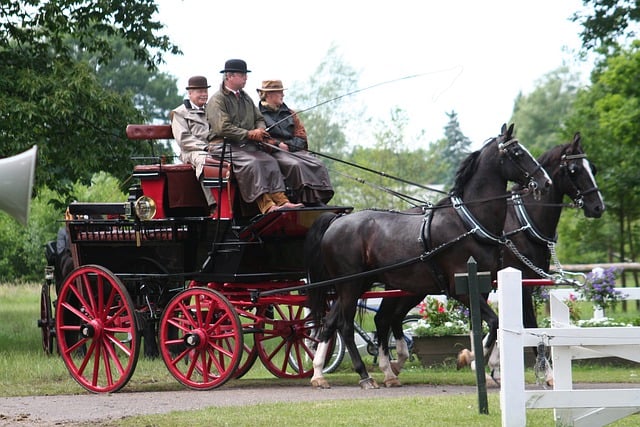 Free download coachman horses carriage woman free picture to be edited with GIMP free online image editor