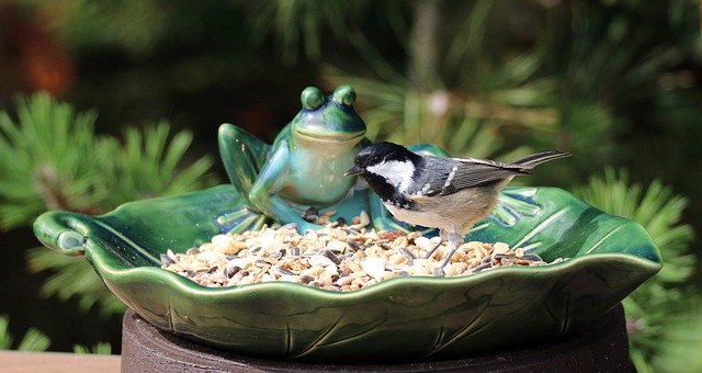 دانلود رایگان Coal Tit Bird - عکس یا تصویر رایگان قابل ویرایش با ویرایشگر تصویر آنلاین GIMP