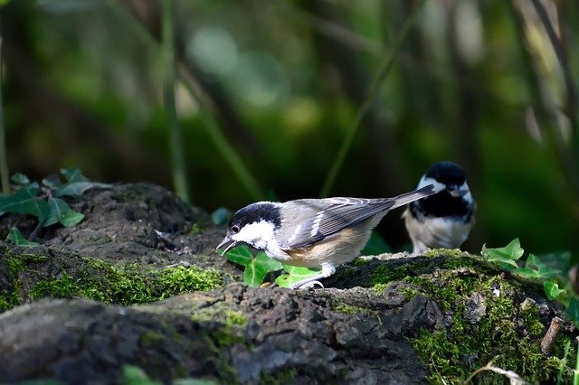 Free download Coal Tit Garden Bird -  free photo or picture to be edited with GIMP online image editor