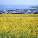 Coast and yellow flowers  screen for extension Chrome web store in OffiDocs Chromium