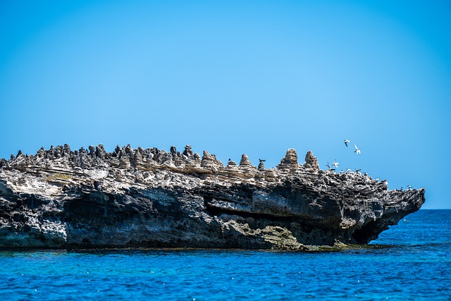 Free download coast birds rocks seascape ocean free picture to be edited with GIMP free online image editor