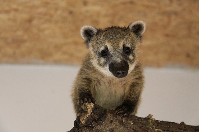 Free download Coati Small Bear Proboscis -  free photo or picture to be edited with GIMP online image editor