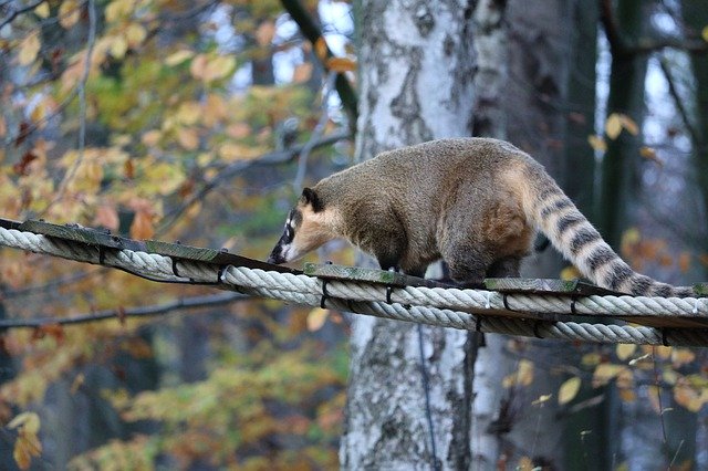 Muat turun percuma Coati Zoo Animal Close - foto atau gambar percuma untuk diedit dengan editor imej dalam talian GIMP