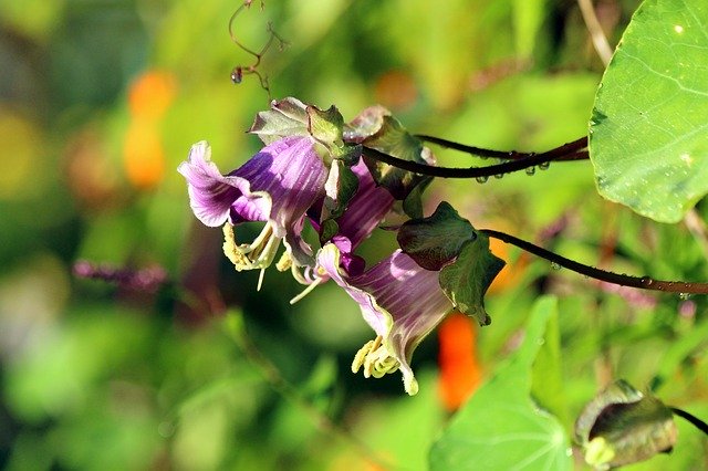 Free download Cobia Flower Bloom -  free photo or picture to be edited with GIMP online image editor