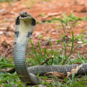 Cobra: The Legendary Venomous Serpent  screen for extension Chrome web store in OffiDocs Chromium