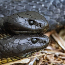 COBRA Theme  screen for extension Chrome web store in OffiDocs Chromium