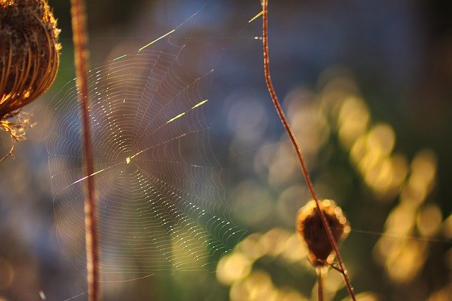 Download gratuito Cobweb Nature Plant - foto o immagine gratuita da modificare con l'editor di immagini online di GIMP