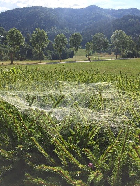 Free download Cobweb Nature Spider free photo template to be edited with GIMP online image editor