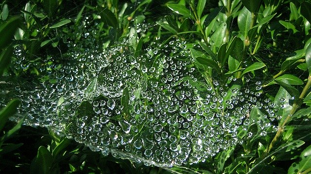 Free download Cobweb Raindrop Drip -  free free photo or picture to be edited with GIMP online image editor