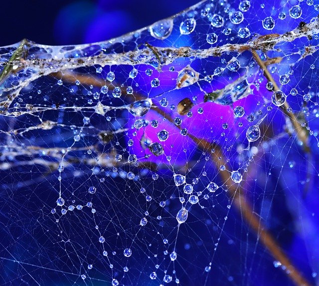 무료 다운로드 거미줄 푸른 물방울 - 무료 무료 사진 또는 김프 온라인 이미지 편집기로 편집할 수 있는 사진