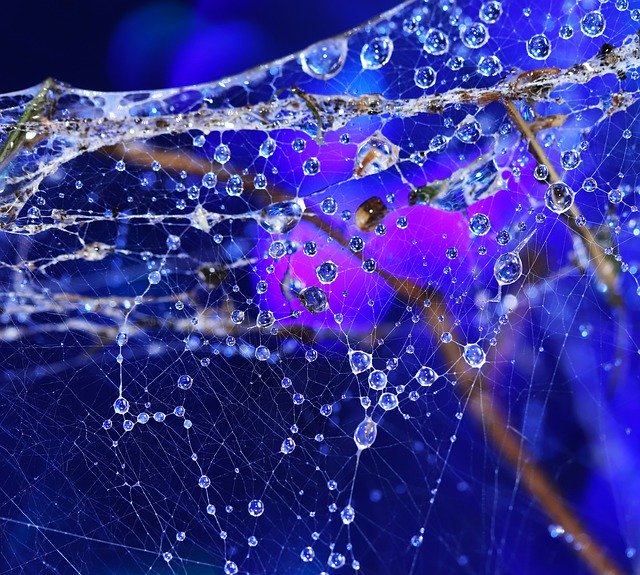 Free download Cobwebs Blue Water Drops -  free free photo or picture to be edited with GIMP online image editor