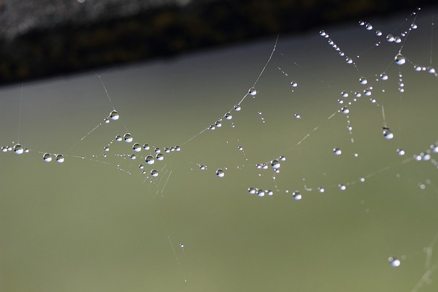 Free download cobwebs dewdrops water drops free picture to be edited with GIMP free online image editor