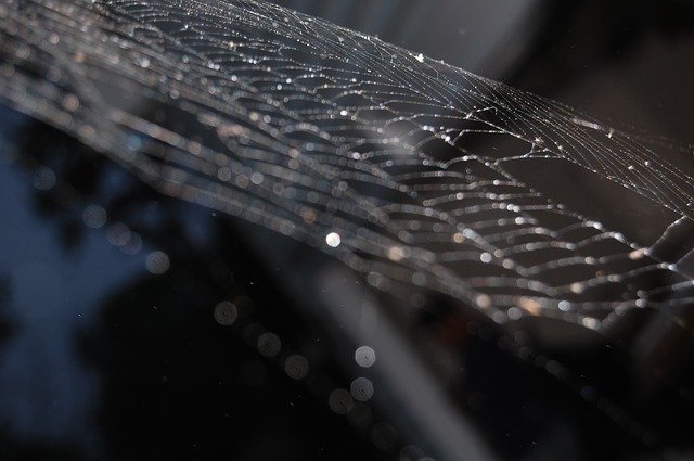 Téléchargement gratuit de Cobweb Spider Dreams - photo ou image gratuite à modifier avec l'éditeur d'images en ligne GIMP