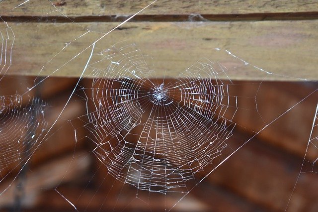 Unduh gratis Cobweb Spider Nature - foto atau gambar gratis untuk diedit dengan editor gambar online GIMP