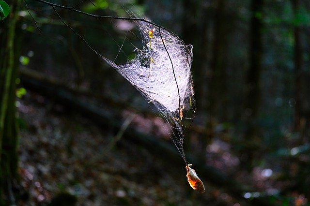 Gratis download Cobweb Web Nature Close - gratis foto of afbeelding om te bewerken met GIMP online afbeeldingseditor