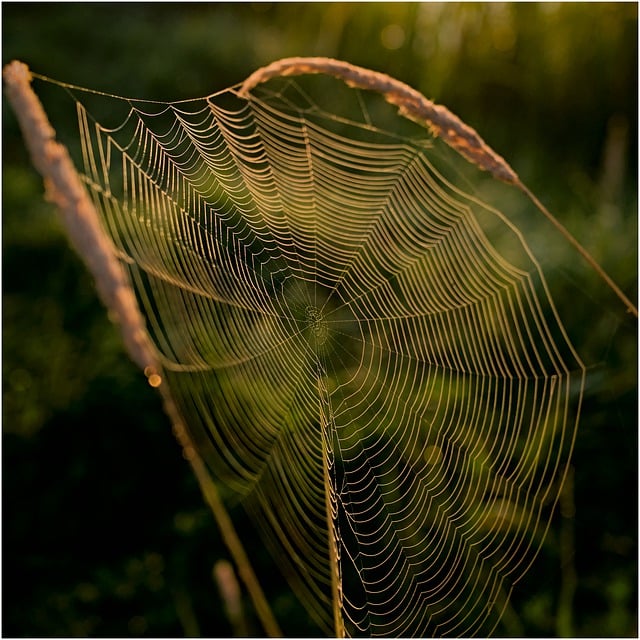 Free download cobweb web nature habitat pattern free picture to be edited with GIMP free online image editor