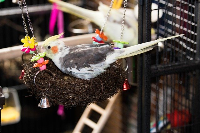 Free download Cockatiel Parrot Bird -  free photo or picture to be edited with GIMP online image editor