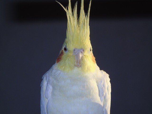 Free download Cockatiel Parrot Cockatoo -  free photo or picture to be edited with GIMP online image editor